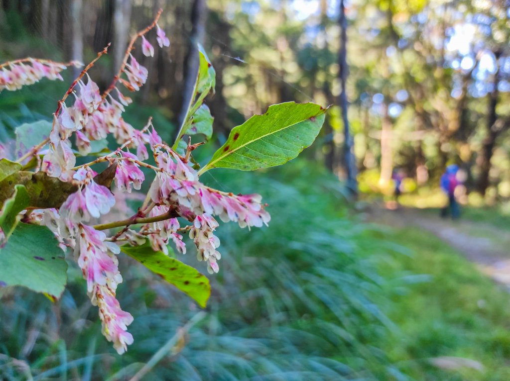 北三錐山_1491678