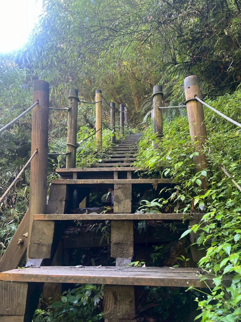 新竹 尖石 鎮西堡巨木群步道A線巨木群 毒龍潭_2884734