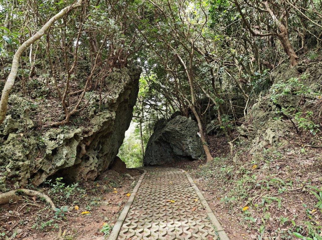 [百山百鳥尋旅-02/15] 2025_0809 社頂自然公園步道_2857066
