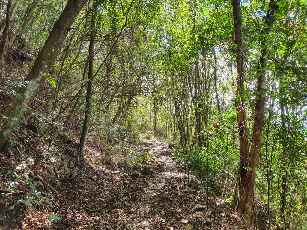 埔里關刀山步道（埔里六秀）_1378365