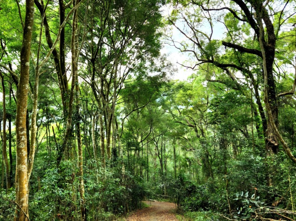 【中級山】天梯直上雲霄，一切美景盡在眼底，谷關七雄白毛山_2742413