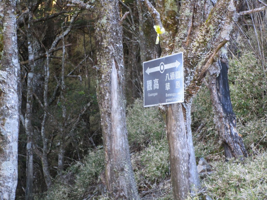 八通關山、八通關山西峰、秀姑巒山_526384