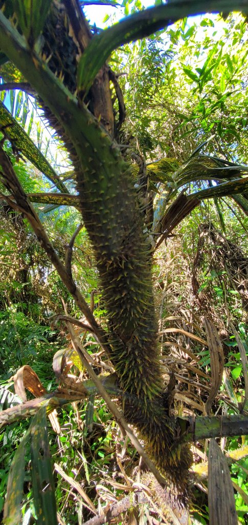 2023-01-26女仍山步道_2011013