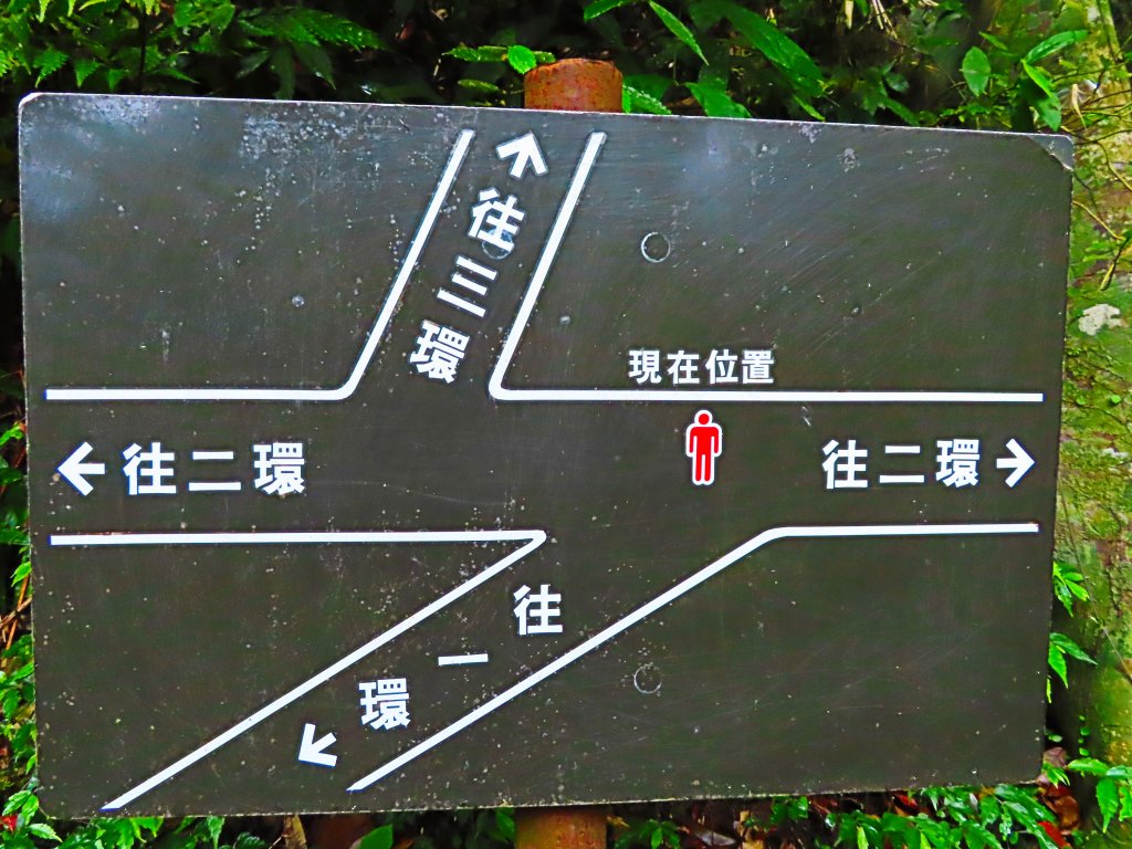 台灣阿凡達奇幻森林國度：大板根森林步道_551220