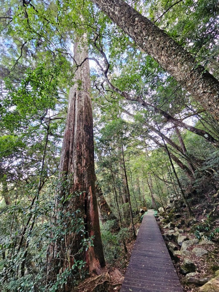 大雪山森林遊樂區森林浴步道_2966017