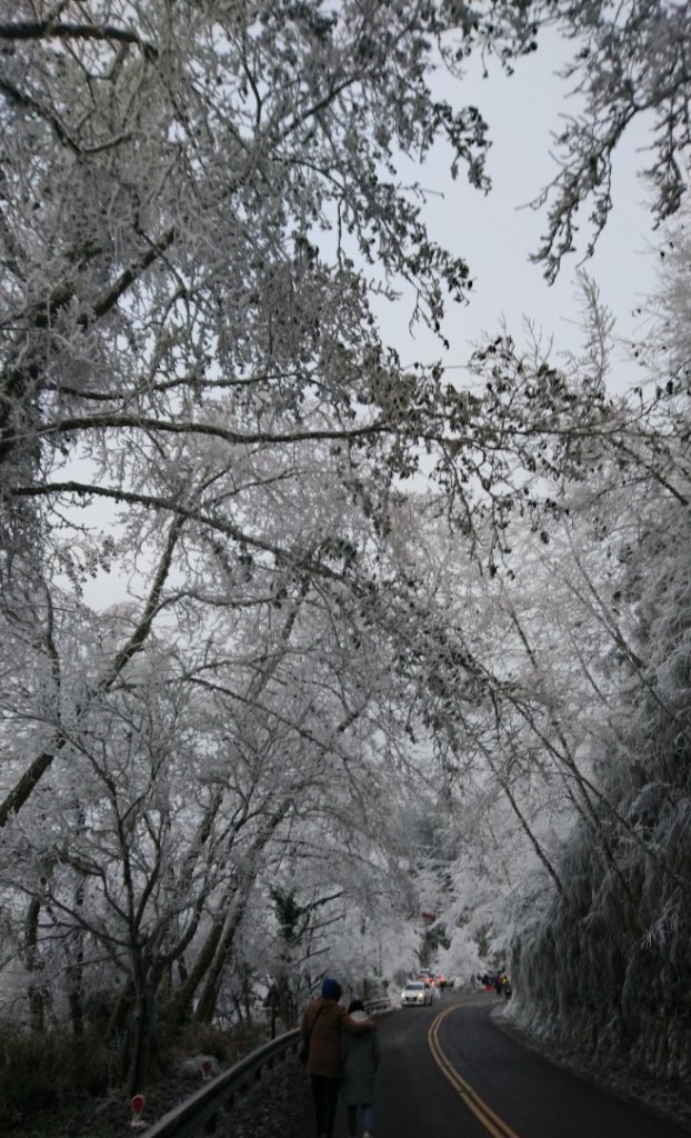 瑞雪兆豐年～鐵杉國家步道_1223732