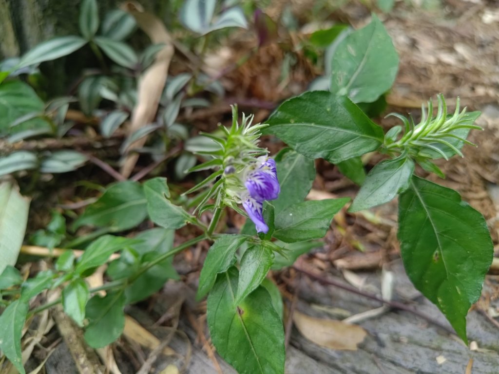 華山4-2號步道上雲嘉連峰_2579306