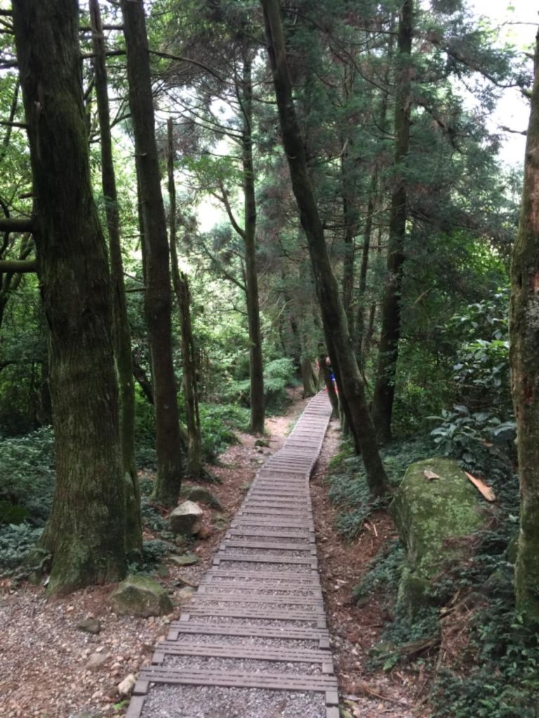 涓絲（魚路古道）-擎冷步道-七星山主峰下_359245