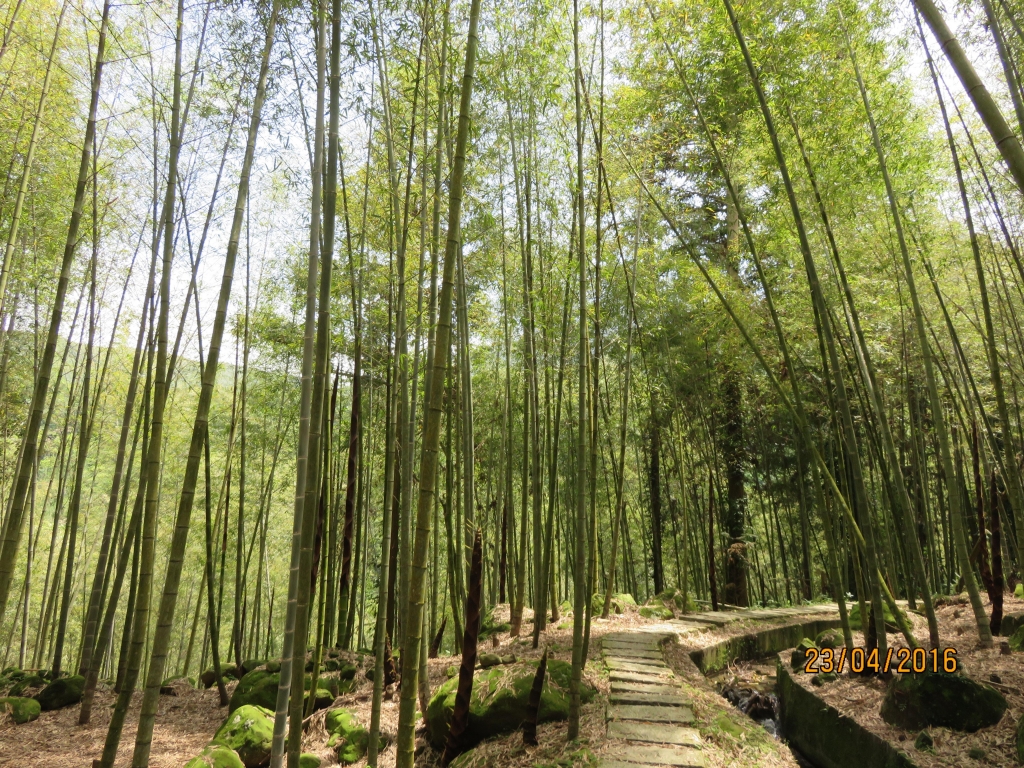 小半天長源圳生態步道_36470