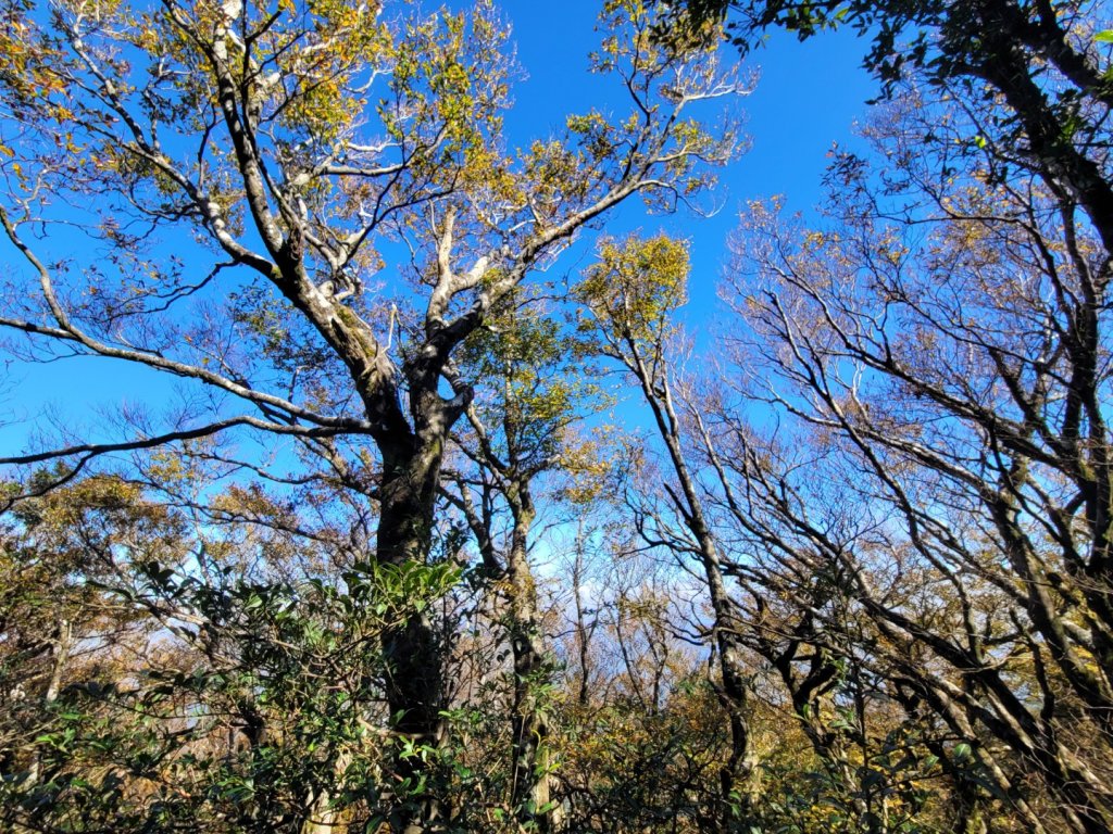 20231118 南插天山 魯培山 山毛櫸秘境_2355460