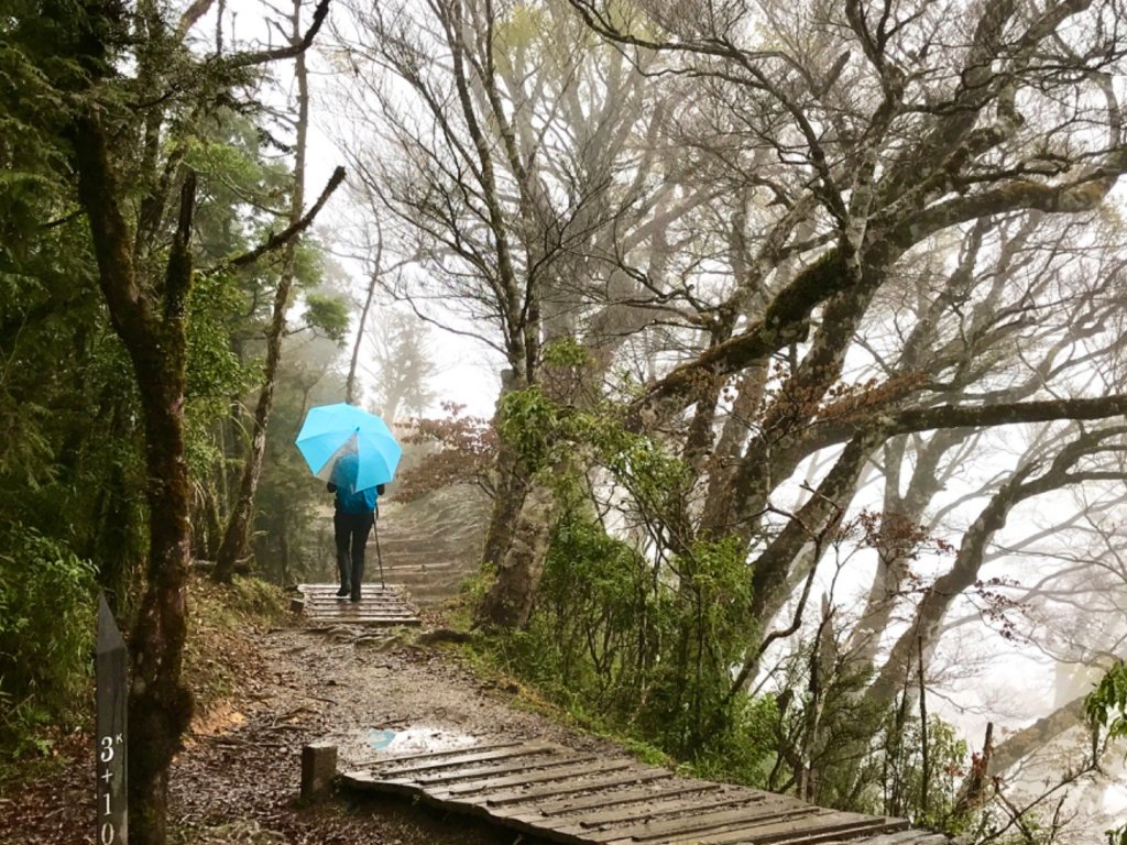 雨霧散遊太平山_885925