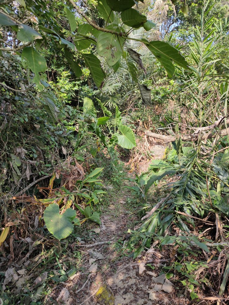 烏山、刣牛湖山登山步道封面圖