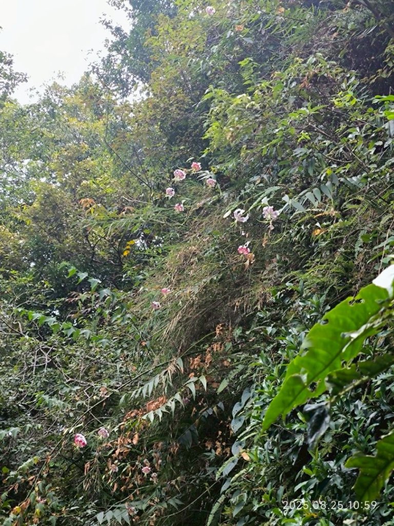 岩壁上的花、艷紅鹿子百合（2_2869794