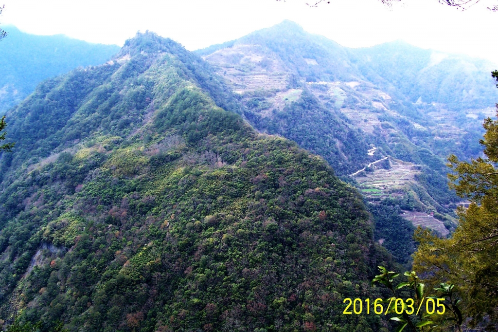 105-03-05 新竹縣尖石鄉司馬庫斯神木二日遊_32077