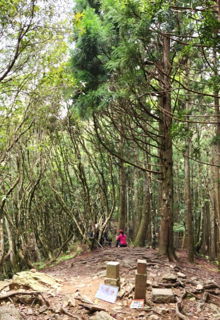 【中級山】來過一次，你不會忘記它的名字，新竹油羅山_2743719