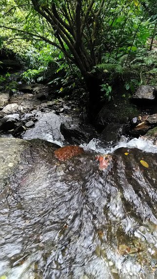 2019 3/17 鳳凰瀑布_853725