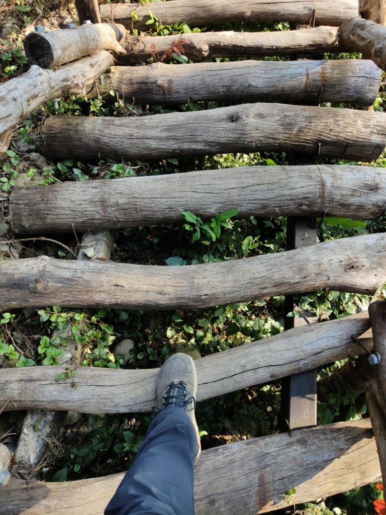 2023.11.15 大坑頭嵙山+黑石縱走_2494326