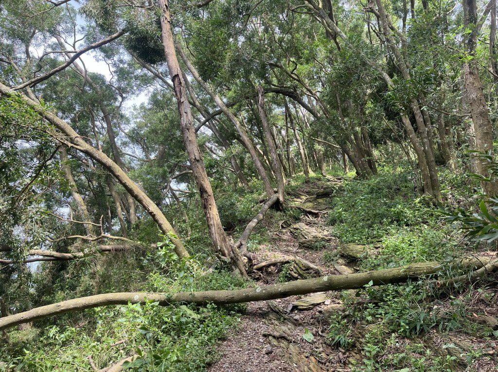 [屏步青雲 尋寶任務-06/10] 2024_1005 笠頂山步道_2616717
