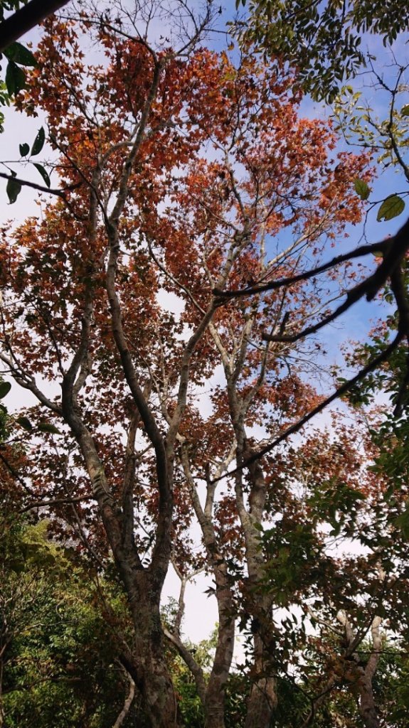 馬那邦山O走_2370061