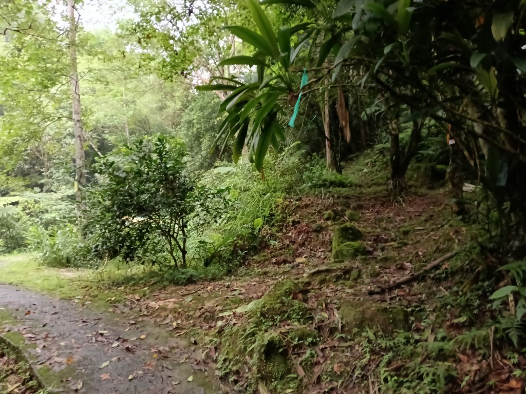平溪區善覺寺古道(步道)去回_2855358