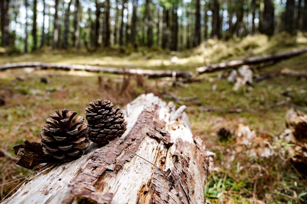 戒茂斯上嘉明湖三天兩夜_2769405