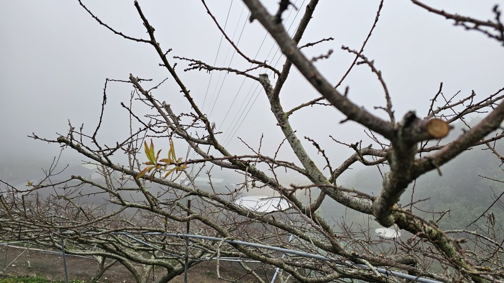 【馬年走馬山，馬到就成功！】🐴馬年馬路要走，馬那邦🏔️也要登！O繞11K，爬升900M，🥾腿在_2977166