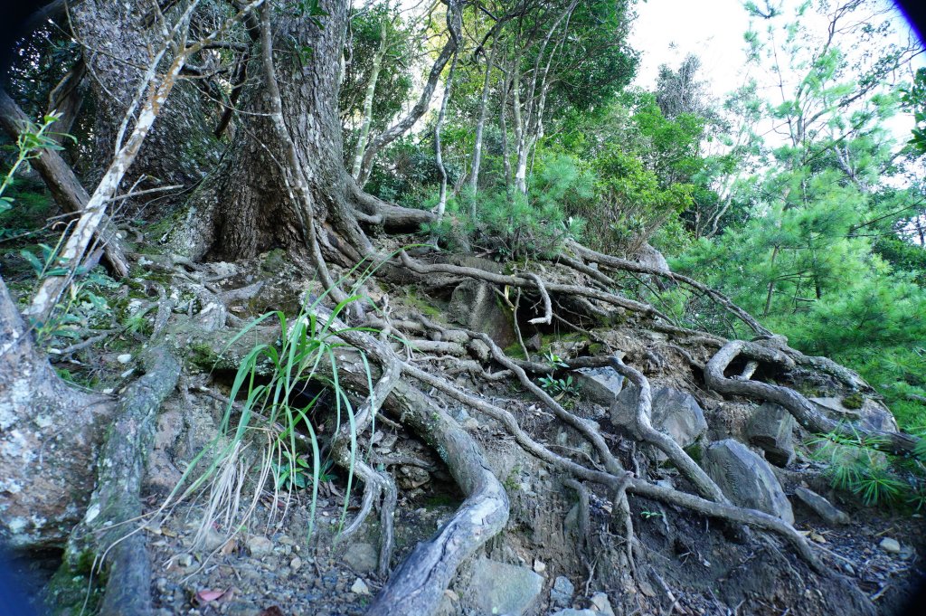 台中 和平 南松鶴山、八仙山、東松鶴山_2877933