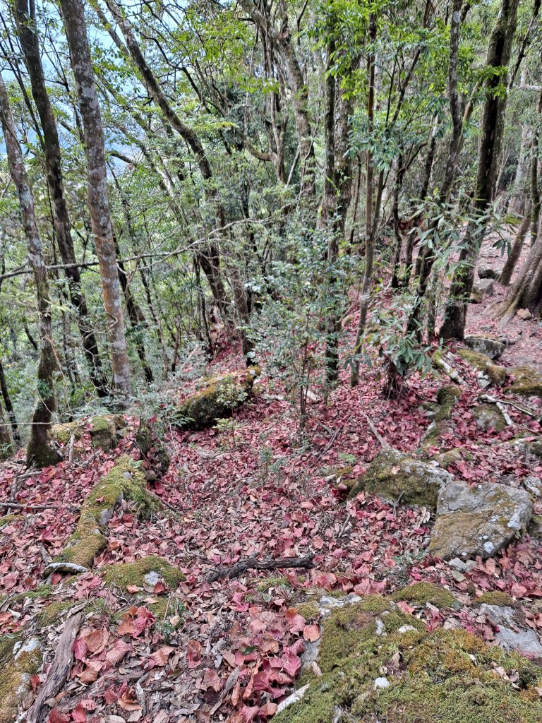 鳶嘴稍來(下稍來南稜)_2010312