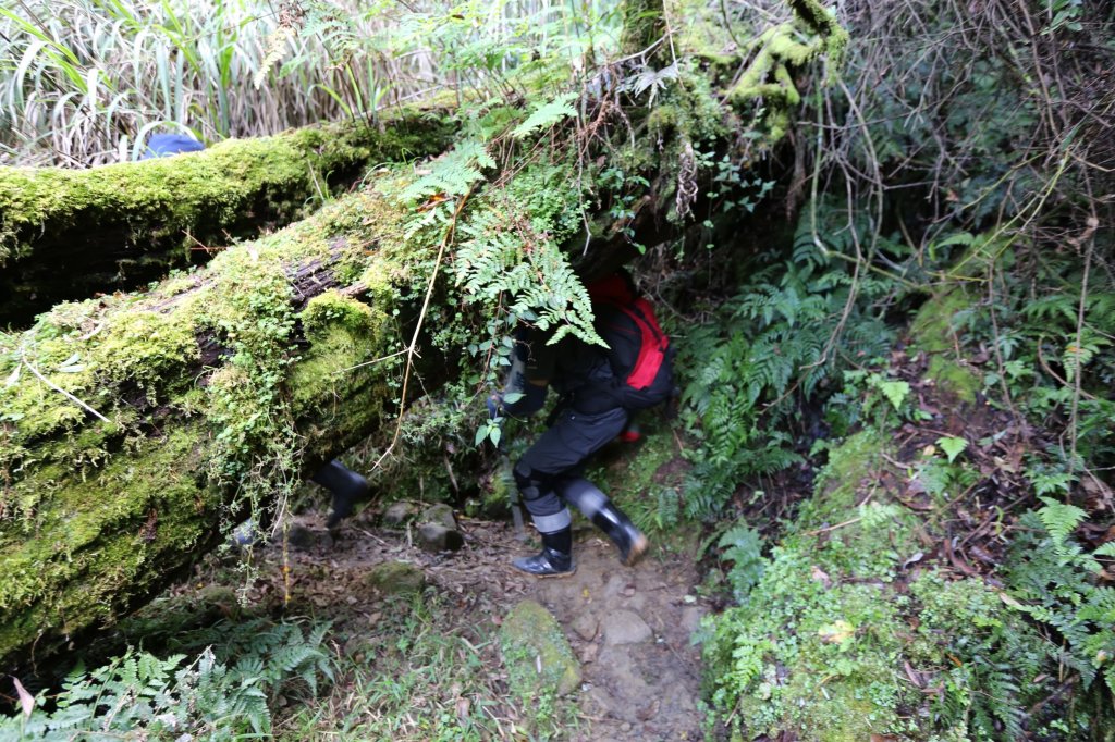 水樣森林 第一次在山裡過夜_659299