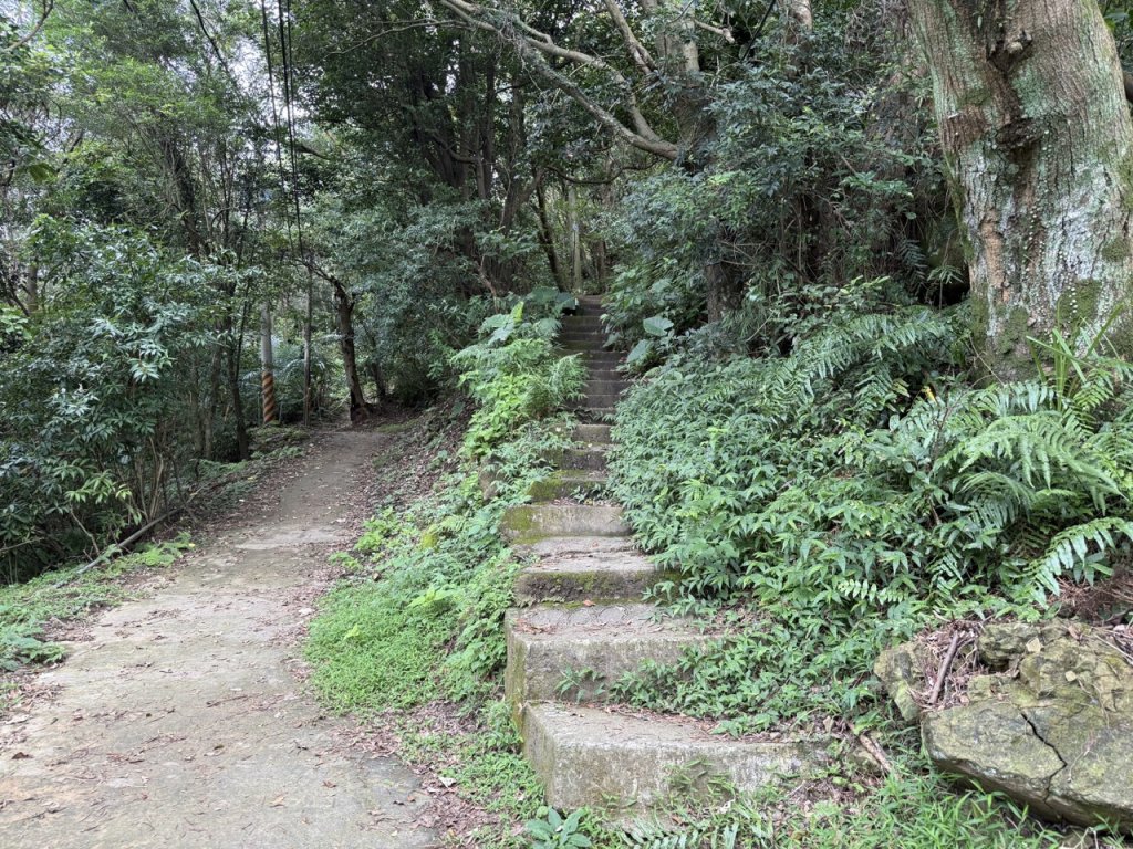 2025/06/26 鳶山 鳶山彩壁 鳶尾山_3038636