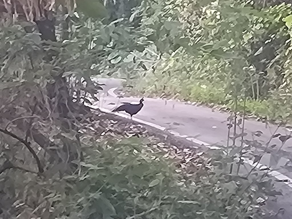 幾阿佐名山_2664460