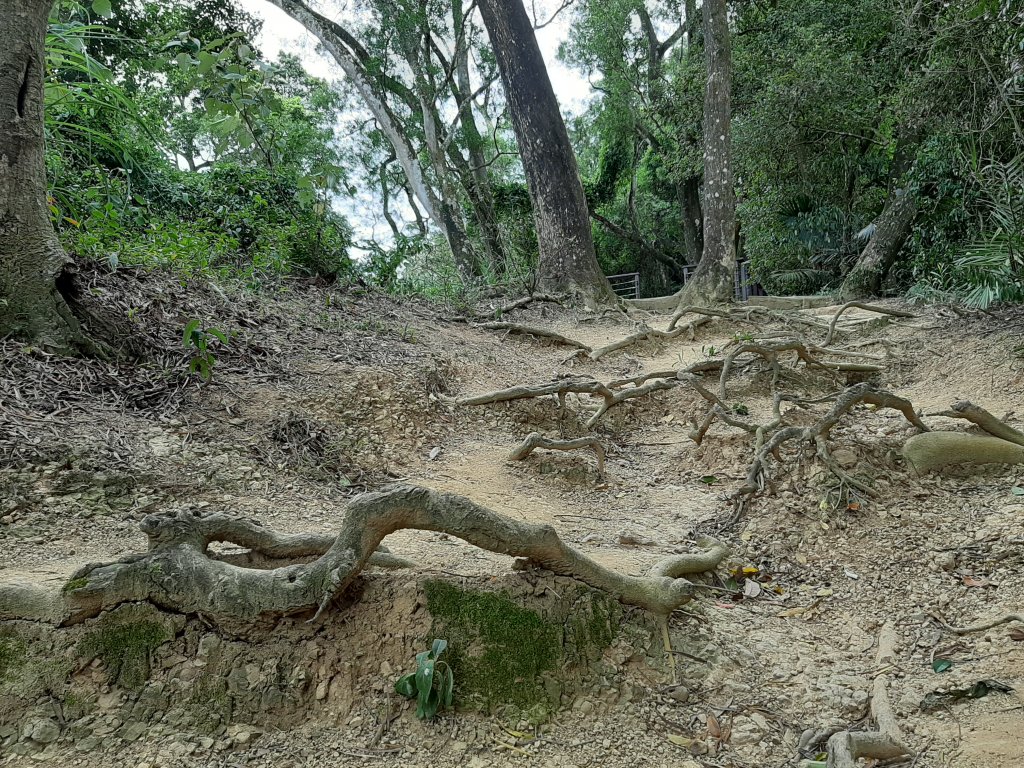 【跟著寶寶漫步參山】獅頭山五連走_1136025