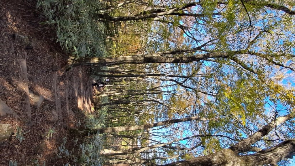 濟州島漢拏山-御里牧路線下_2942741