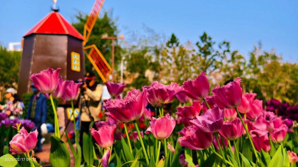 翡翠水庫壩頂&士林官邸鬱金香 2/17_2714023