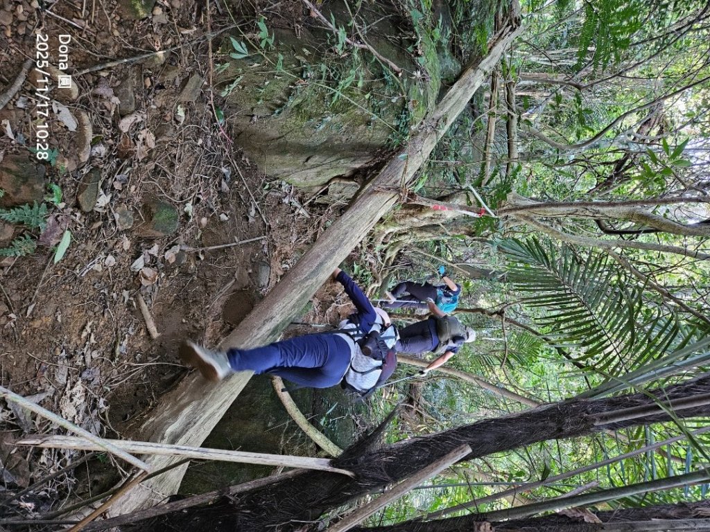 20251117新竹內灣三山四峰(內灣山.麥樹仁山南峰.麥樹仁山.白石湖山)_2939893
