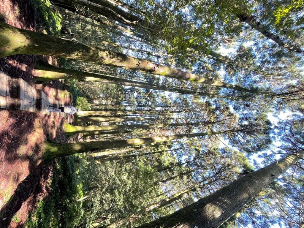 東眼山 自導式步道 三角點_2975867