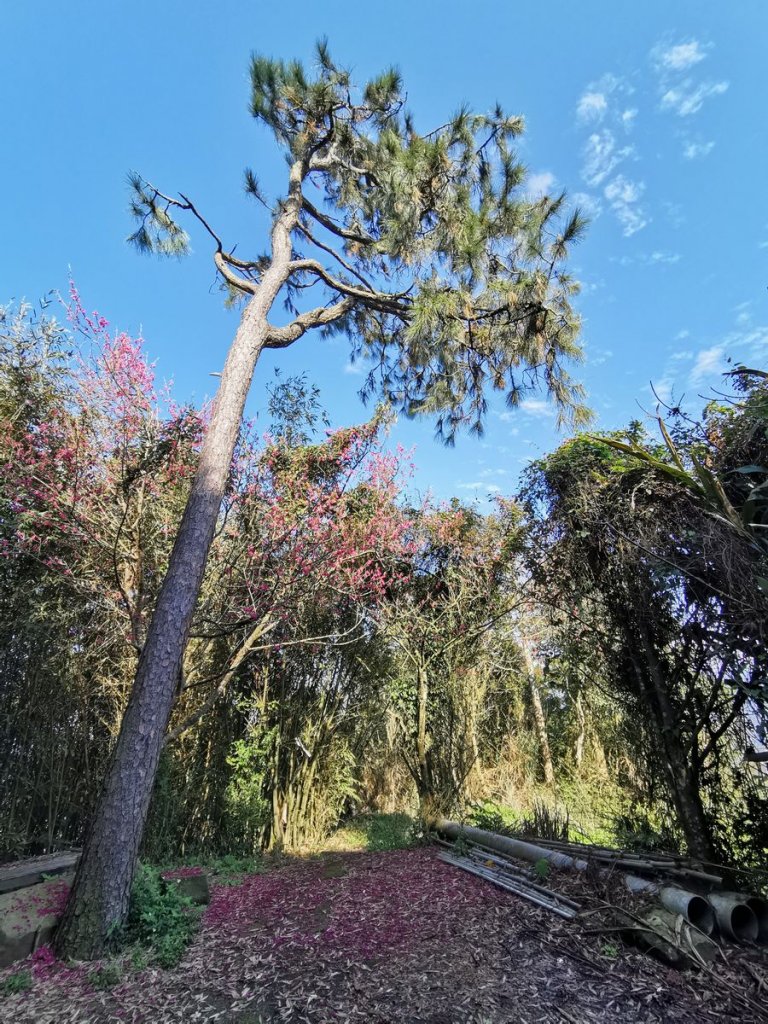 苗栗大湖的必訪步道：出關古道、馬那邦山 - 2022/2/6_1671962