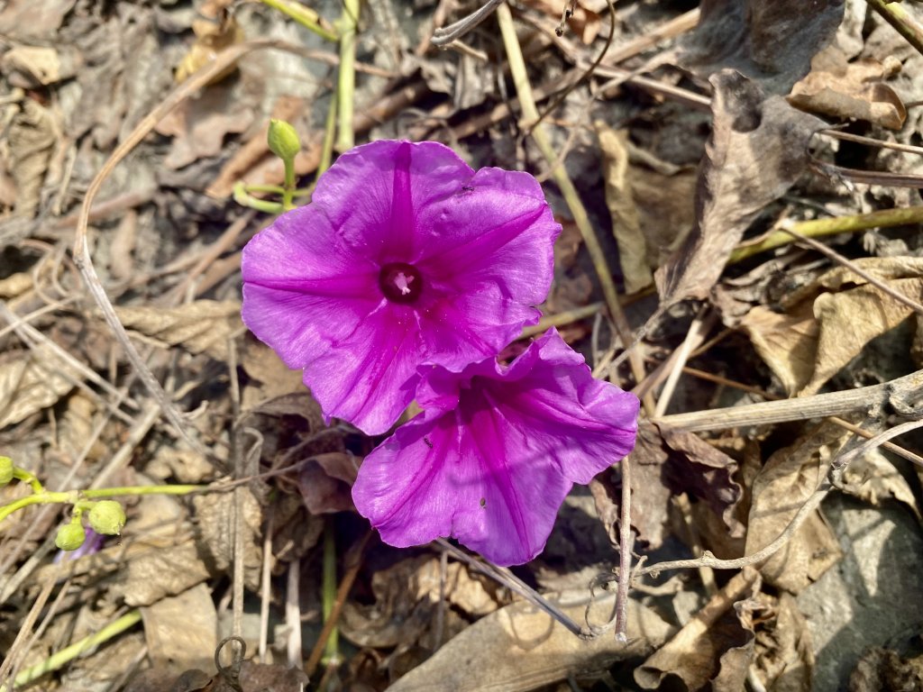 太興岩步道、國聖燈塔、七股鹽山、漁光島悠遊 2022.11.17_1925677