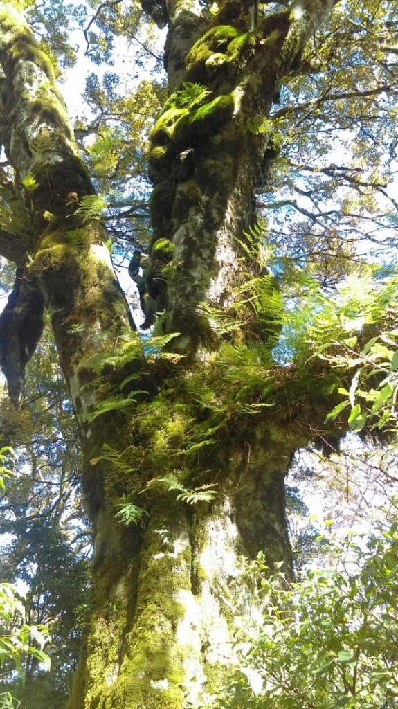 太平山山毛櫸步道→銅山_446003