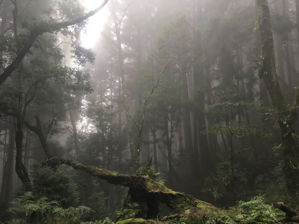 觀霧檜山巨木森林步道_171739