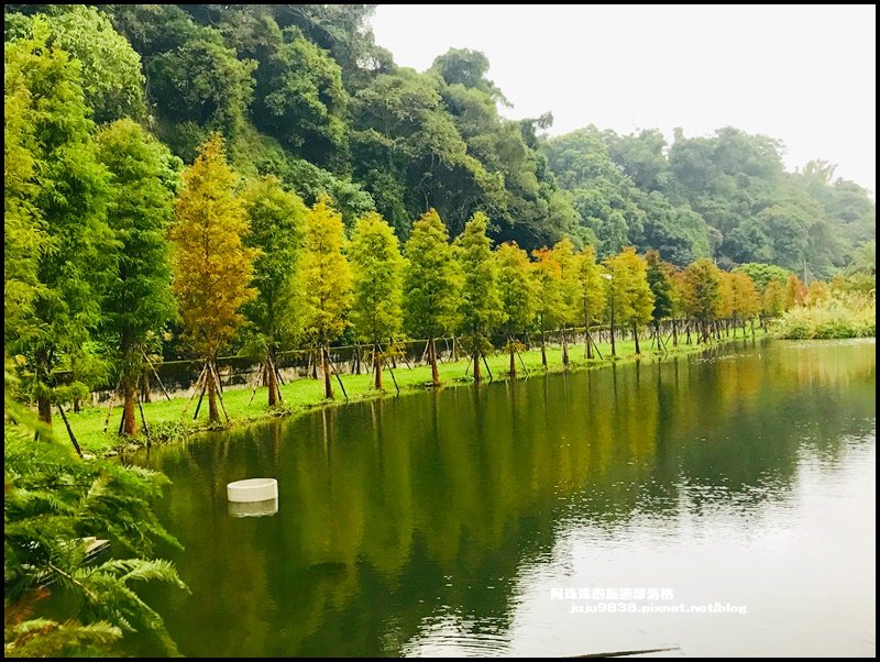 月眉人工濕地公園落羽松紅了芒花也開了封面圖