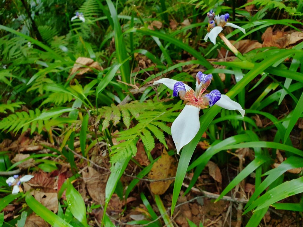 台北大縱走第六段縮減版，富陽生態自然公園，福州山，中埔山東峰，軍功山，拇指山，糶米古道，烏來瀑布_1697321