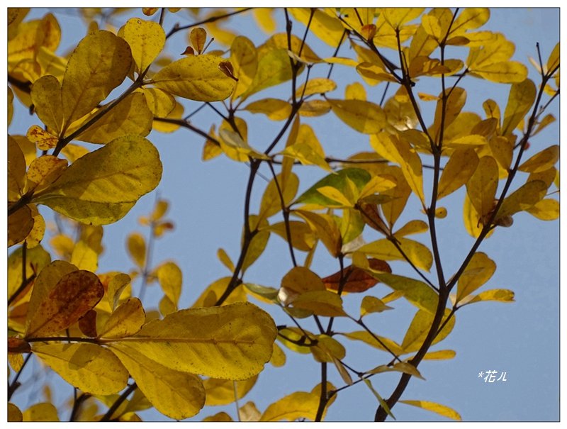 小葉欖仁/黃金雨_1634926