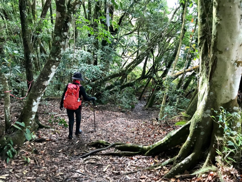 水雲之鳳 上島山_491348