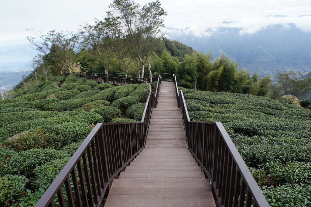 南投 鹿谷 大崙頭山、貓冬望山、樟空倫山、志騰山、竹崙山_2993361