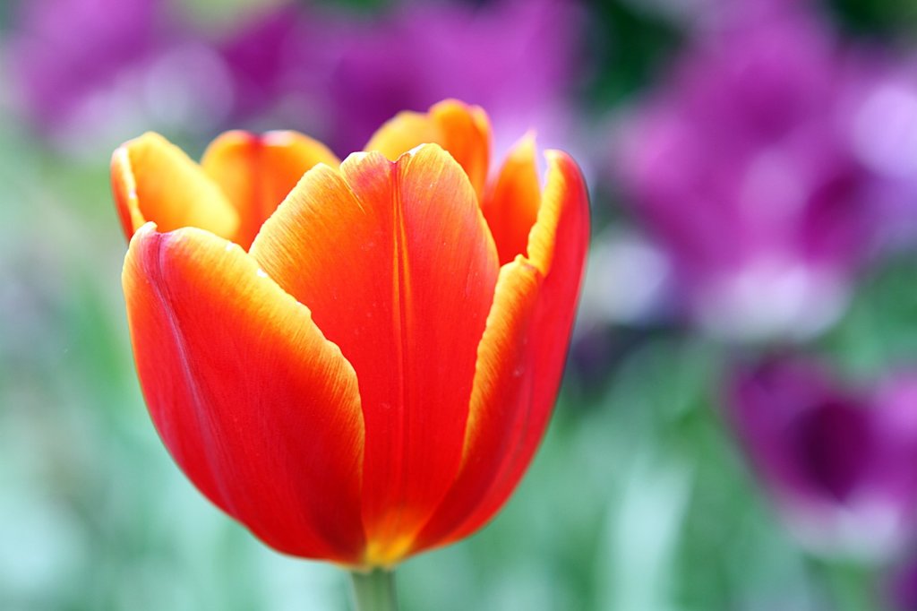 杉林溪賞花_872559