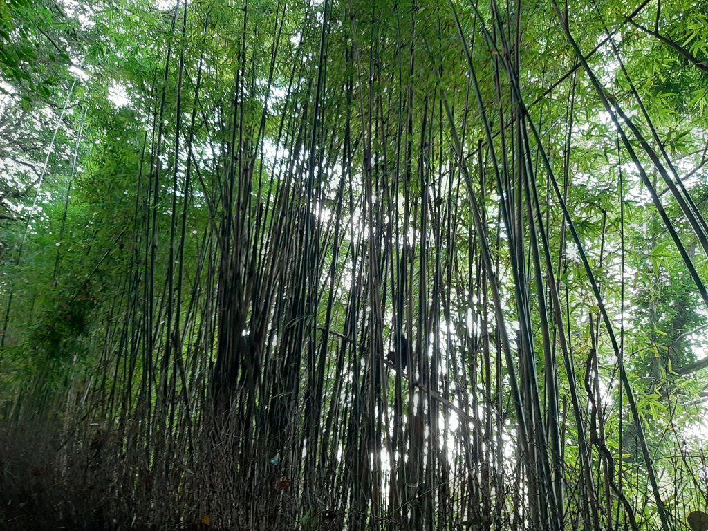 古道探訪｜竹林小徑、百年老樹幽靜古道_1180401