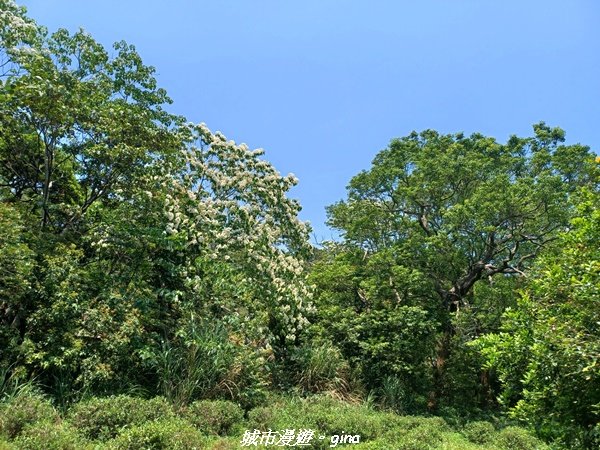 【苗栗三義】古道漫行。 挑炭古道(三通嶺古道)_2179351