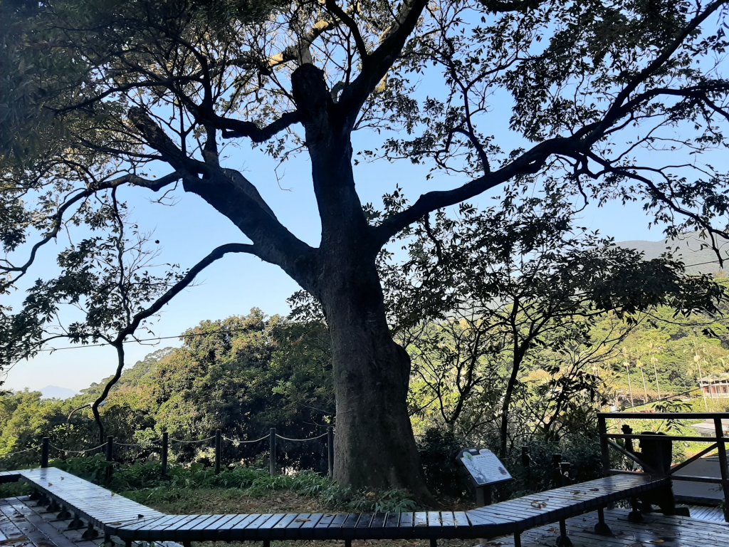 古道探訪｜竹林小徑、百年老樹幽靜古道_1180419