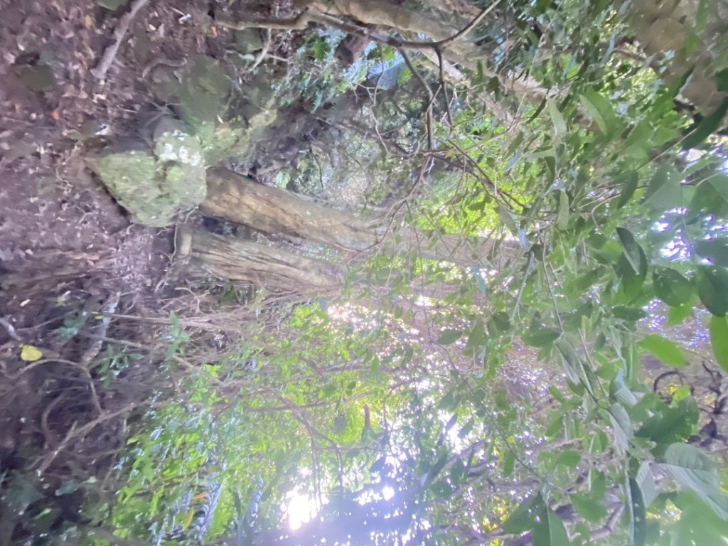 桃園大溪-打鐵寮古道-白石山_2612640